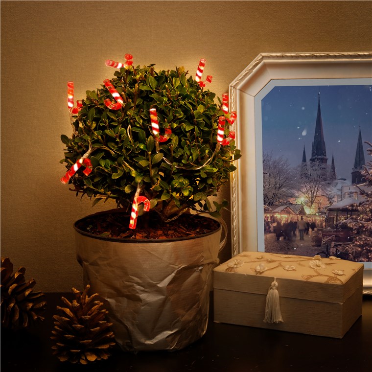 10er LED-Lichterkette "Zuckerstangen" - mit Timer-Funktion, warmweiß (3000 K), batteriebetrieben 10er LED-Lichterkette "Zuckerstangen" - mit Timer-Funktion, warmweiß (3000 K), batteriebetrieben